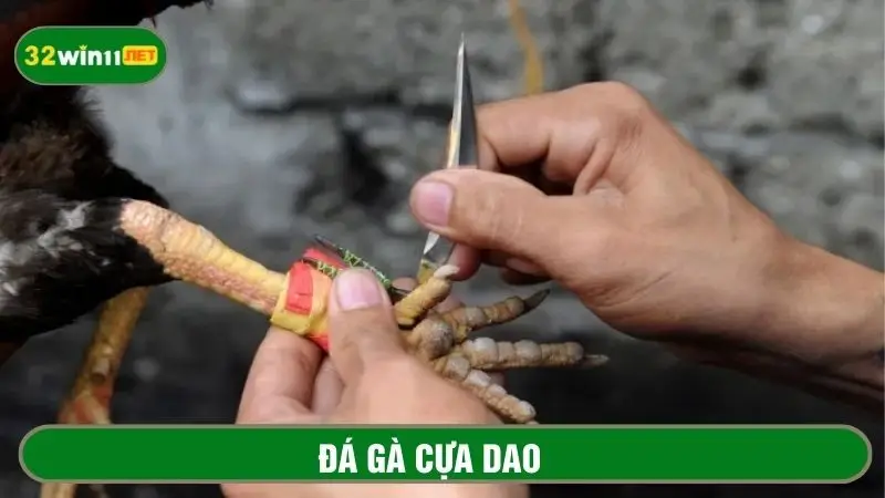 Đá gà cựa dao