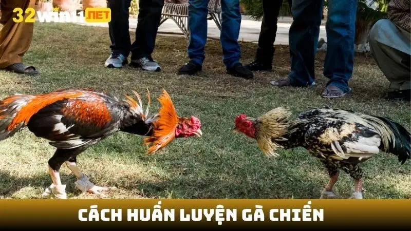 Cách huấn luyện gà chiến